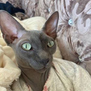 Meet your Posher, Alaya